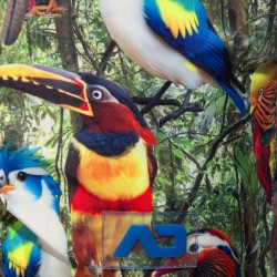 Bath Shorts of the brand ADDICTED - Short de Bain Exotic Birds - Ref : ADS355 C10