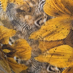 Slip, Tanga de la marque ES COLLECTION - Bikini Safari Edition Limitée - Jaune - Ref : UN645 C03