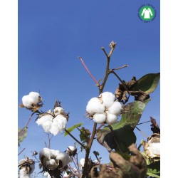  T-shirt Cotton Organic blanc - IMPETUS GO31024 073 